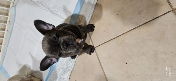 Bulldog francese grigio blue  | Foto 1