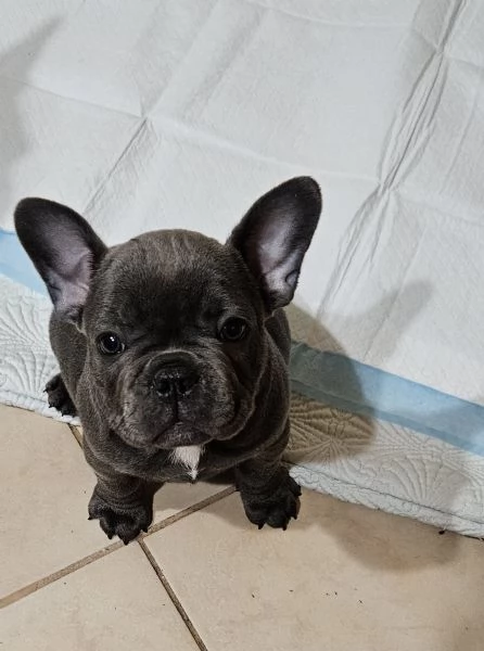 Bulldog francese grigio blue  | Foto 0