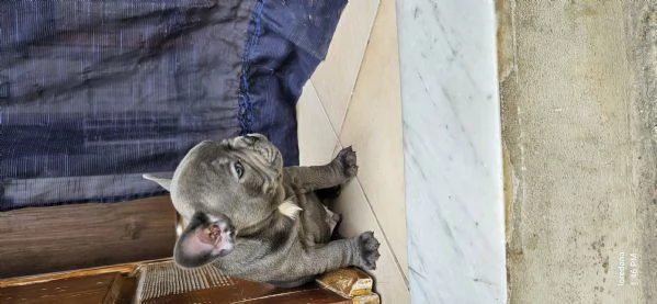Bulldog francese grigio blue 