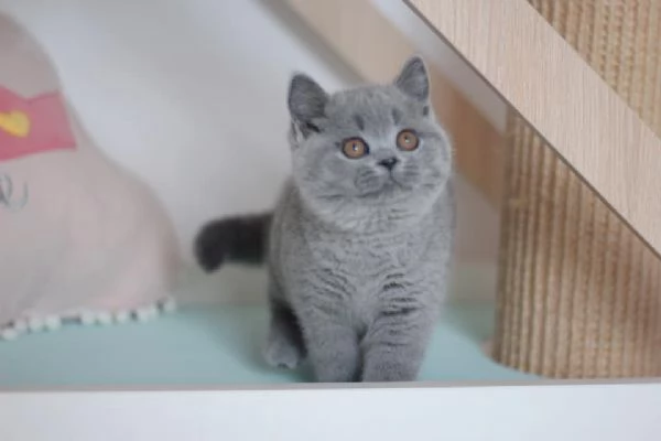 BELLISSIMI Gatti British shorthair | Foto 0