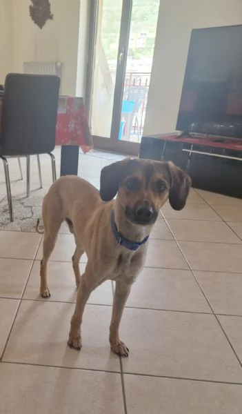 Regalo Cane | Foto 0