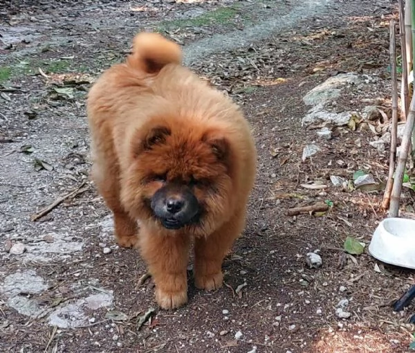 cucciolo cane Chow Chow femmina