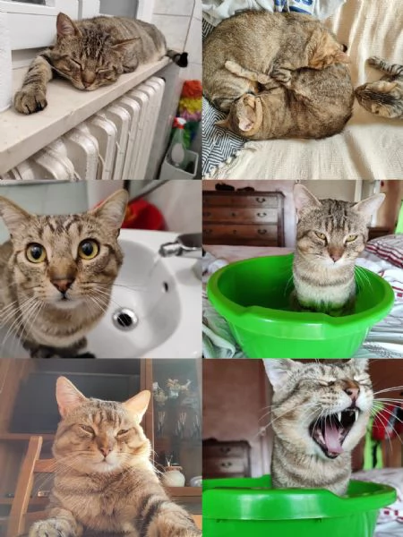 Bellissimi gatti inseparabili