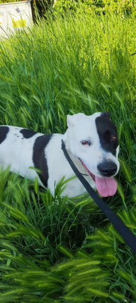 Devi trovate un adozione 