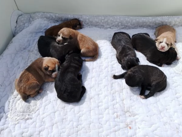 Regalo cani  | Foto 2