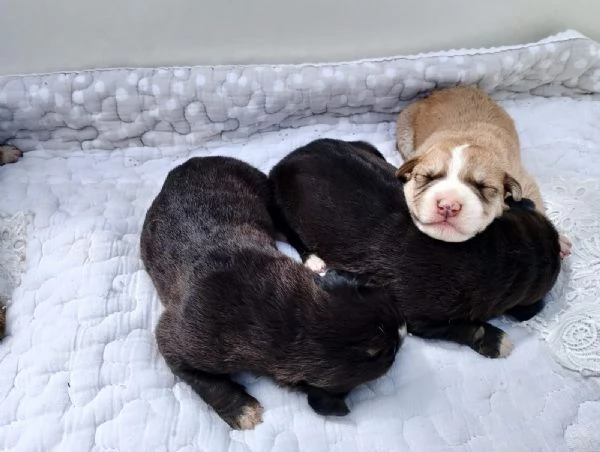 Regalo cani  | Foto 1