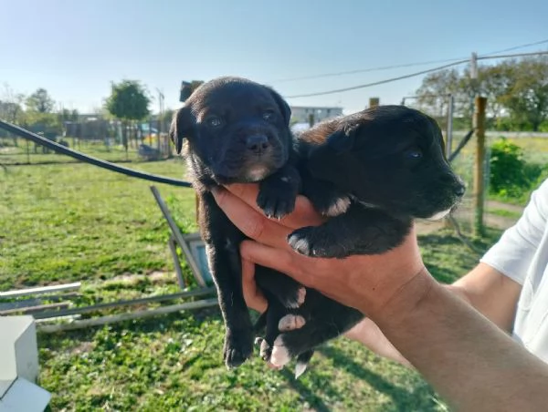 Regalo cani  | Foto 0