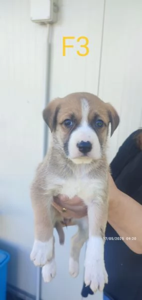 Regalo cagnolini  | Foto 6