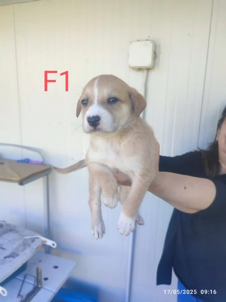 Regalo cagnolini  | Foto 4