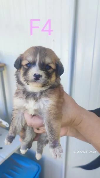 Regalo cagnolini  | Foto 3