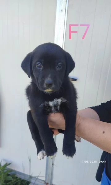 Regalo cagnolini  | Foto 1