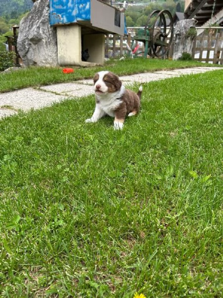 Cuccioli pastore australiano  | Foto 3