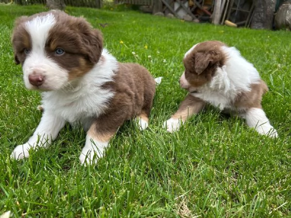 Cuccioli pastore australiano  | Foto 0