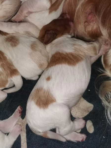 Disponibili cuccioli Espaniel Breton | Foto 4