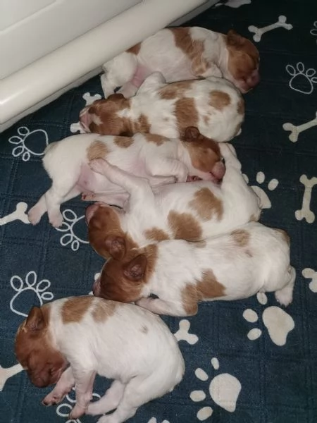 Disponibili cuccioli Espaniel Breton | Foto 3