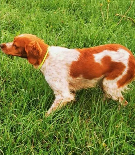 Disponibili cuccioli Espaniel Breton | Foto 2