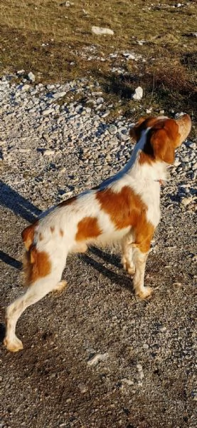Disponibili cuccioli Espaniel Breton | Foto 1