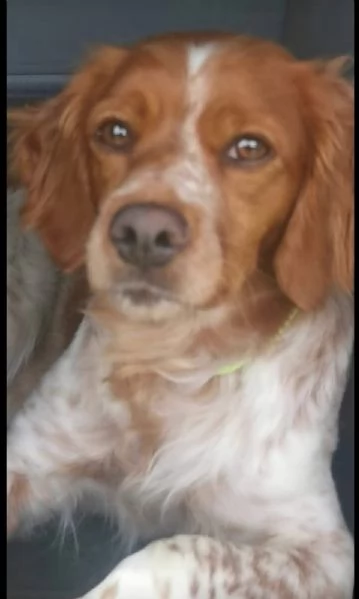 Disponibili cuccioli Espaniel Breton