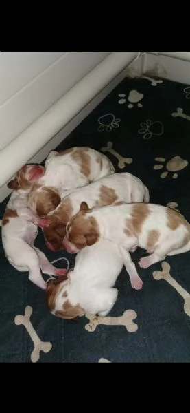 Disponibili cuccioli Espaniel Breton | Foto 0