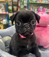 Preziosi cuccioli di Carlino