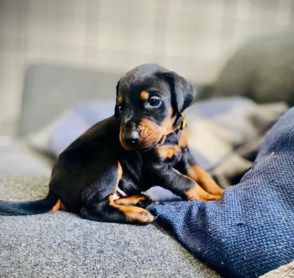 Cuccioli di Dobermann puri razza