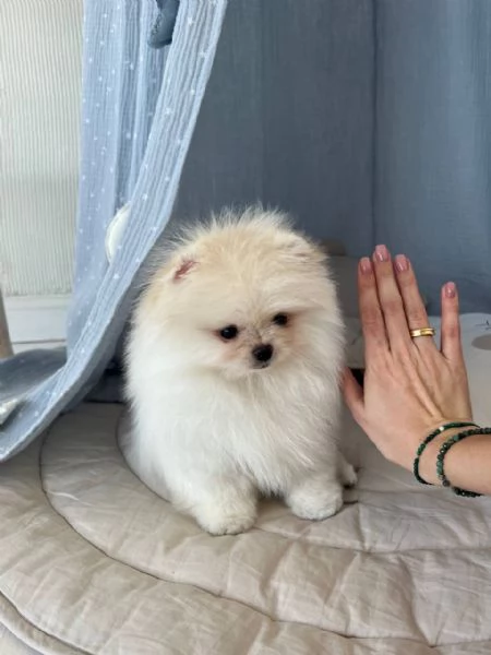 Cuccioli di Pomerania maschi e femmine. (jennygarcia2004-[hidden])