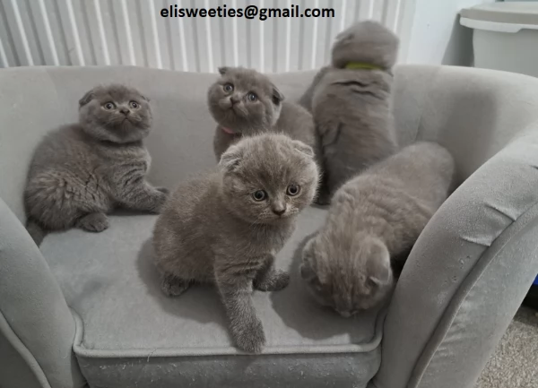  Adorabili gattini British Shorthair pronti Splendidi gattini British Shorthair disponibili! Questi 