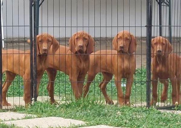 Bracco Ungherese Vizsla