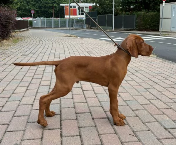 Bracco Ungherese Vizsla | Foto 3