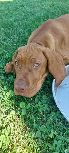 Bracco Ungherese Vizsla | Foto 2