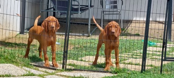 Bracco Ungherese Vizsla | Foto 1