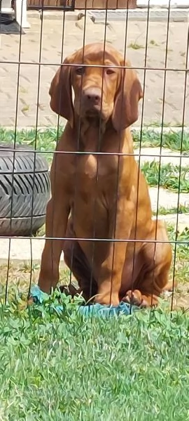 Bracco Ungherese Vizsla | Foto 0