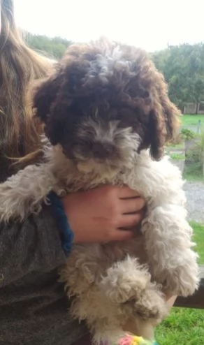 Eccezionali e dolci cuccioli lagotto romagnolo