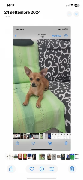 Cane Pincher Chiuaha 