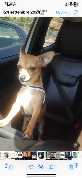 Cane Pincher Chiuaha  | Foto 3