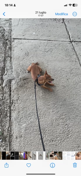 Cane Pincher Chiuaha  | Foto 2