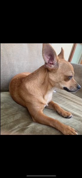 Cane Pincher Chiuaha  | Foto 1