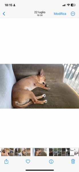 Cane Pincher Chiuaha  | Foto 0