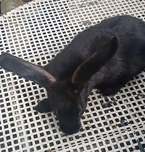 Conigli Pronto Accoppiamento  | Foto 3