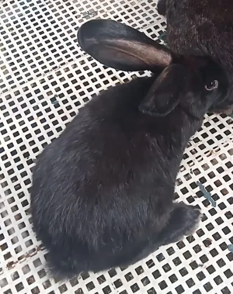 Conigli Pronto Accoppiamento  | Foto 2