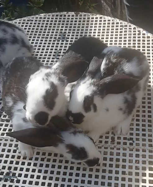 Conigli Pronto Accoppiamento  | Foto 1