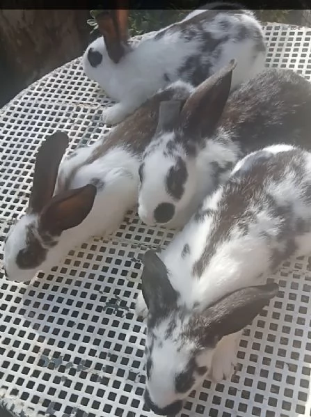 Conigli Pronto Accoppiamento 