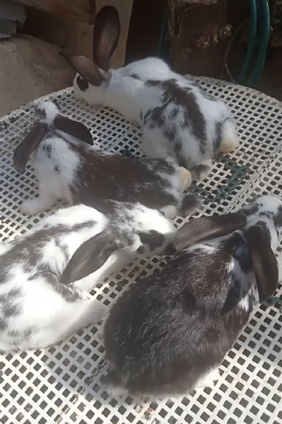 Conigli Pronto Accoppiamento  | Foto 0