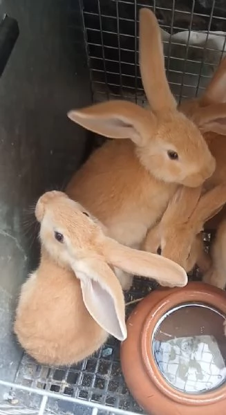 Conigli Fulvi Di Borgogna E Leprini Viterbesi  | Foto 6