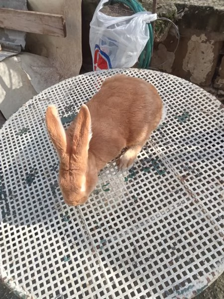 Conigli Fulvi Di Borgogna E Leprini Viterbesi  | Foto 5
