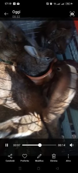 Conigli Fulvi Di Borgogna E Leprini Viterbesi  | Foto 4