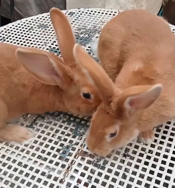 Conigli Fulvi Di Borgogna E Leprini Viterbesi 