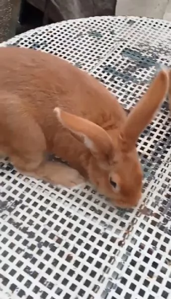 Conigli Fulvi Di Borgogna E Leprini Viterbesi  | Foto 3