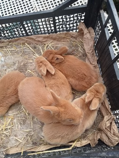 Conigli Fulvi Di Borgogna E Leprini Viterbesi  | Foto 2
