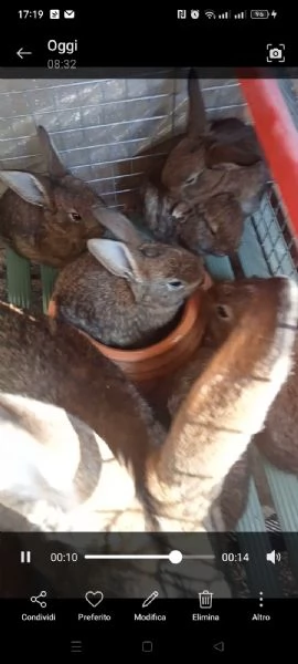 Conigli Fulvi Di Borgogna E Leprini Viterbesi  | Foto 1